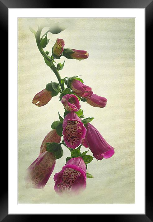 Purple Foxglove Framed Mounted Print by Jacqi Elmslie