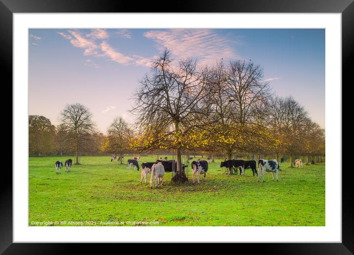 The herd Framed Mounted Print by Bill Allsopp