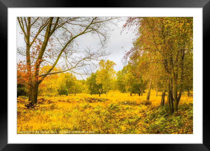 Autumn in Charnwood Forest. Framed Mounted Print by Bill Allsopp