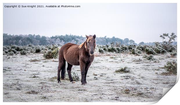 New Forest Pony on a cold & frosty Winter's morning Print by Sue Knight