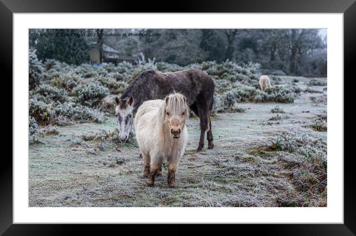 New Forest & Shetland Ponies on a frosty heathland Framed Mounted Print by Sue Knight