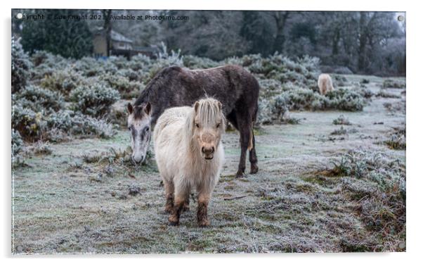 New Forest & Shetland Ponies on a frosty heathland Acrylic by Sue Knight