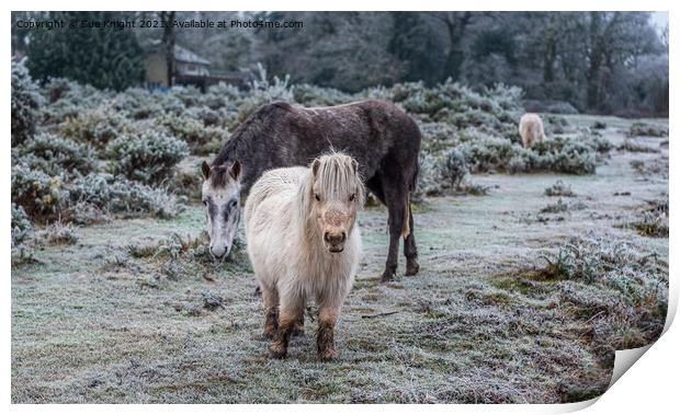 New Forest & Shetland Ponies on a frosty heathland Print by Sue Knight