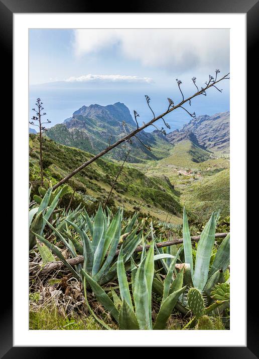 Agave cactus, Masca, Tenerife Framed Mounted Print by Phil Crean