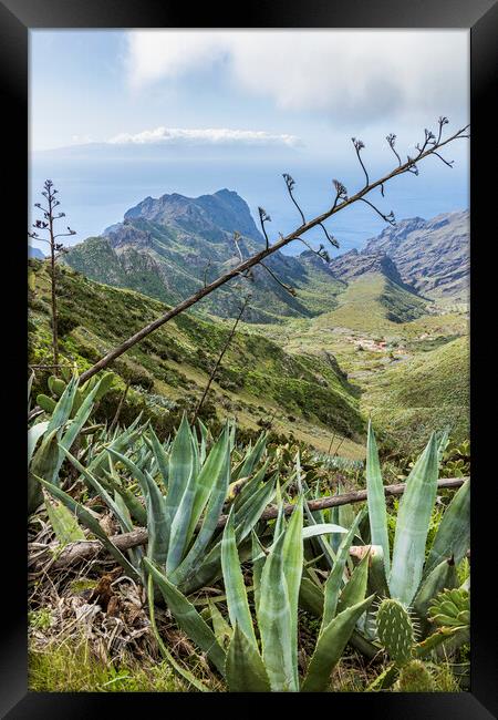 Agave cactus, Masca, Tenerife Framed Print by Phil Crean