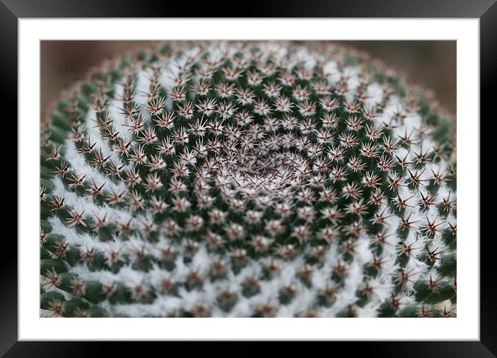 Winter Cactus Framed Mounted Print by Kathryn O'Brien