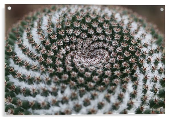 Winter Cactus Acrylic by Kathryn O'Brien