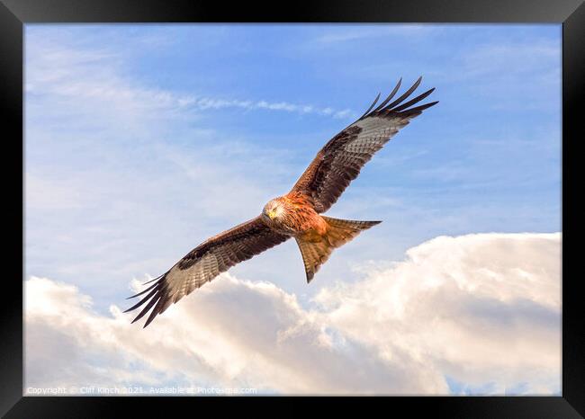 Red Kite in flight Framed Print by Cliff Kinch