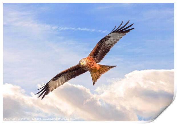 Red Kite in flight Print by Cliff Kinch
