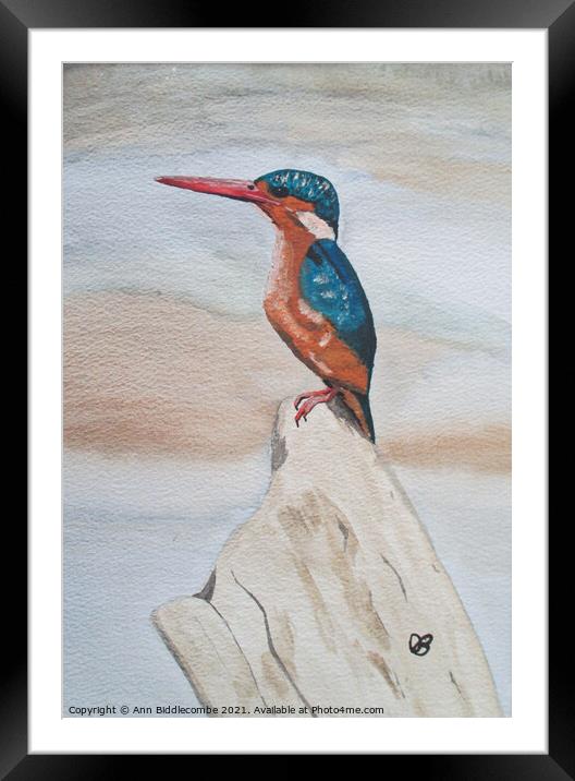 Kingfisher watercolor Framed Mounted Print by Ann Biddlecombe