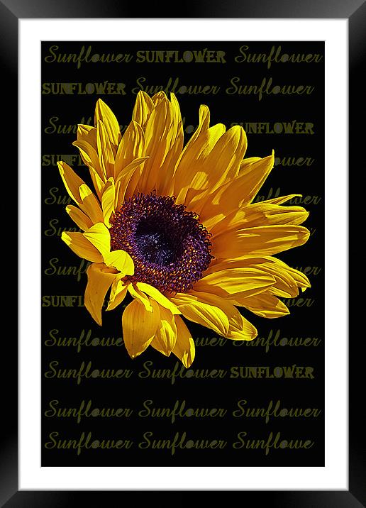 Sunflower head Framed Mounted Print by Doug McRae