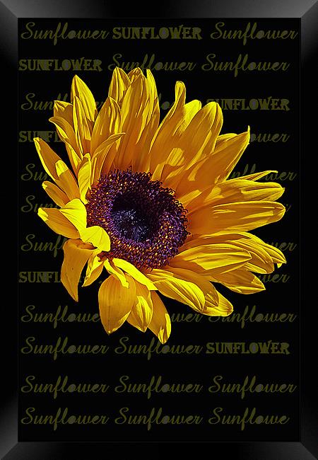 Sunflower head Framed Print by Doug McRae
