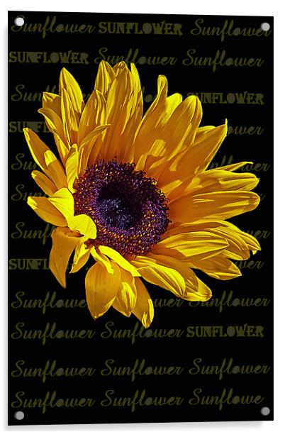Sunflower head Acrylic by Doug McRae