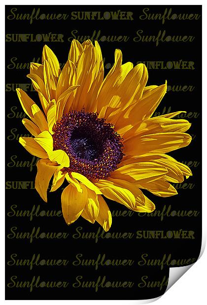 Sunflower head Print by Doug McRae