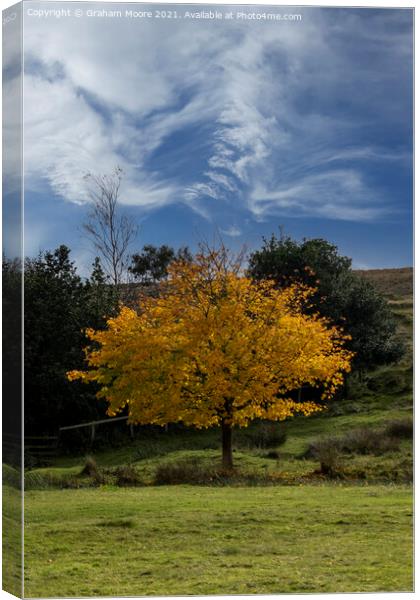 Autumn tree and wispy clouds Canvas Print by Graham Moore