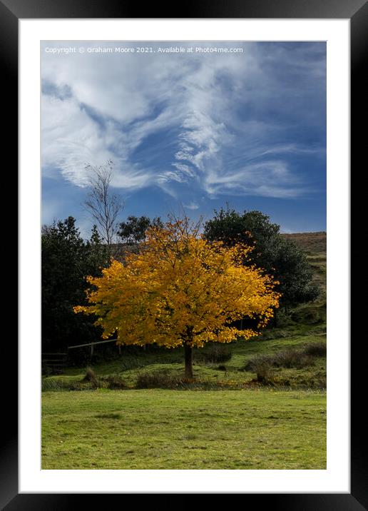 Autumn tree and wispy clouds Framed Mounted Print by Graham Moore