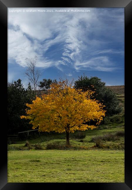 Autumn tree and wispy clouds Framed Print by Graham Moore