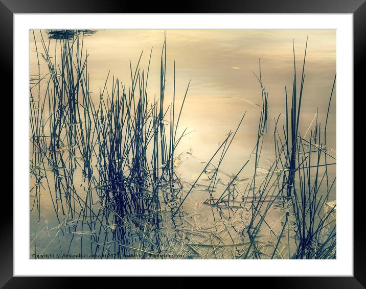 Evening At The Pond Framed Mounted Print by Alexandra Lavizzari