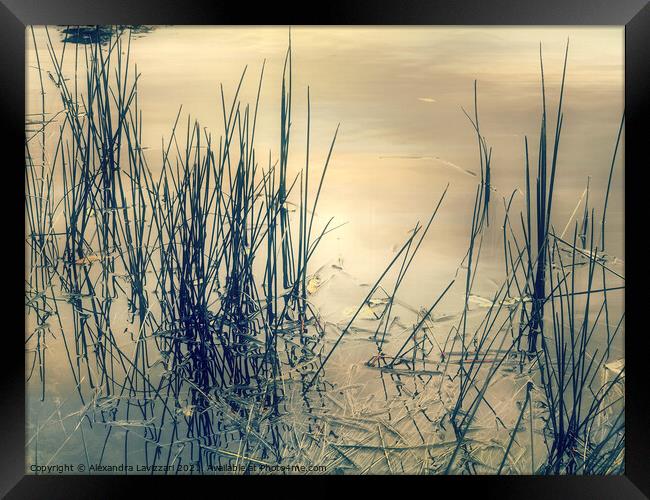 Evening At The Pond Framed Print by Alexandra Lavizzari