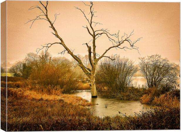 Lone Tree Boddington Reservoir Canvas Print by Michelle Bowler