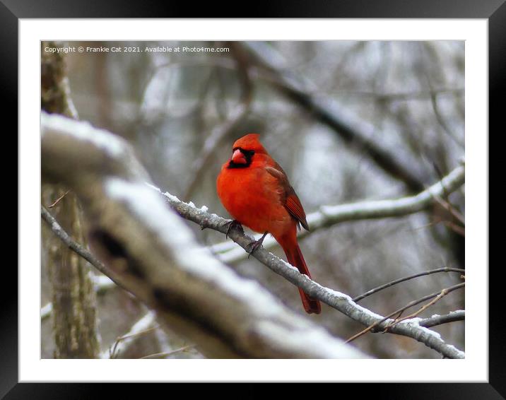 Male Cardinal Framed Mounted Print by Frankie Cat