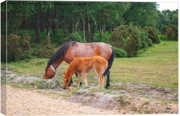 New Forest Ponies Canvas Print by Hayley Jewell