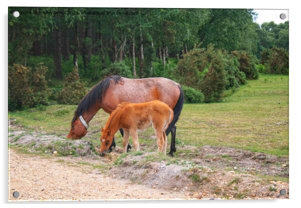 New Forest Ponies Acrylic by Hayley Jewell