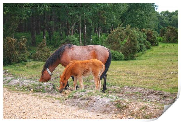 New Forest Ponies Print by Hayley Jewell