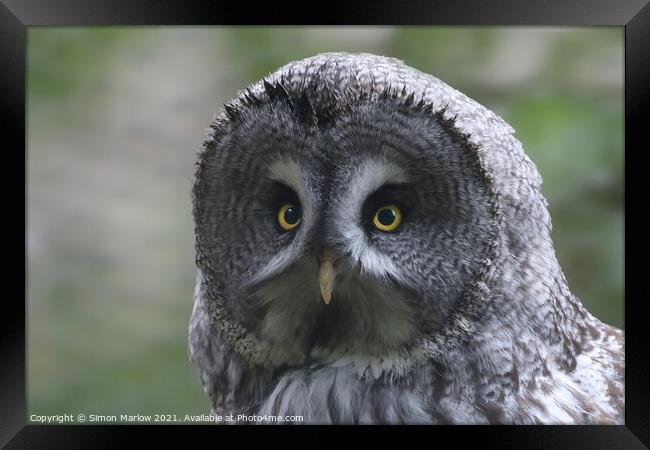 Great Grey Owl Framed Print by Simon Marlow