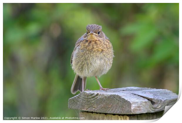 Young Robin perched on a fence Print by Simon Marlow