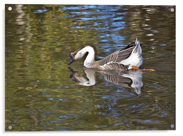 Monet's Goose Acrylic by Sandra Pledger