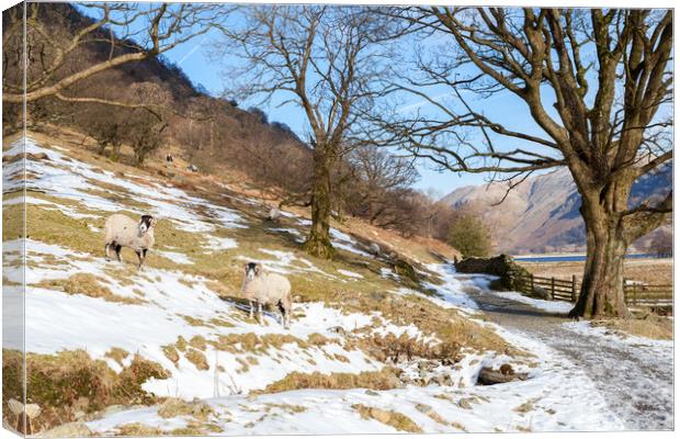 Brotherswater rams Canvas Print by Gary Finnigan