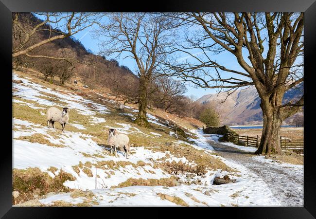 Brotherswater rams Framed Print by Gary Finnigan