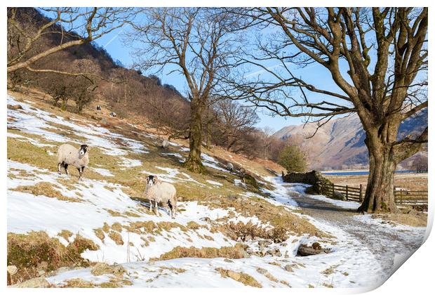 Brotherswater rams Print by Gary Finnigan