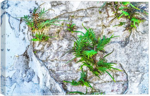 Historic Wall Lafayette Cemetery New Orleans Louisiana Canvas Print by William Perry