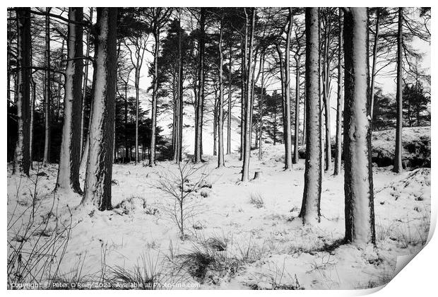 Snow Trees IV Print by Peter O'Reilly