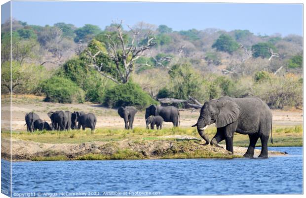 On the bank of the Chobe River, Botswana Canvas Print by Angus McComiskey