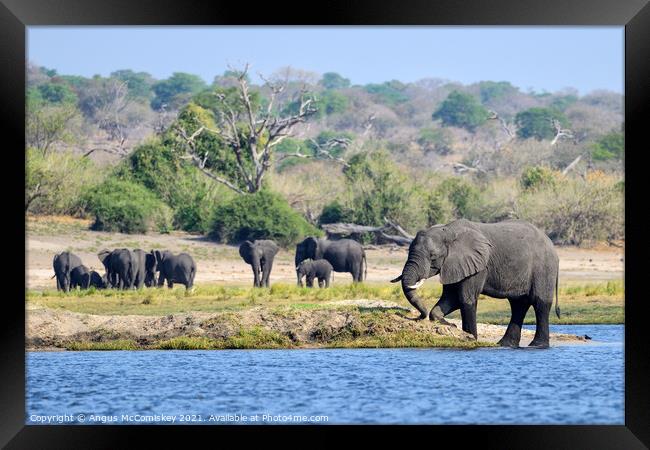 On the bank of the Chobe River, Botswana Framed Print by Angus McComiskey