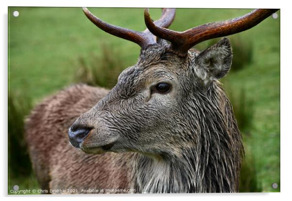 Red Deer, Torridon Acrylic by Chris Drabble
