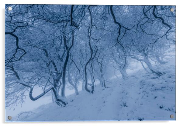 Rushup Edge Trees in Winter Acrylic by John Finney