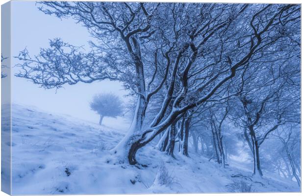 Rushup Edge Trees in Winter Canvas Print by John Finney