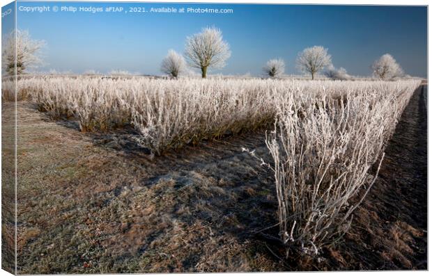 Frost on Blackcurrant Bushes Canvas Print by Philip Hodges aFIAP ,