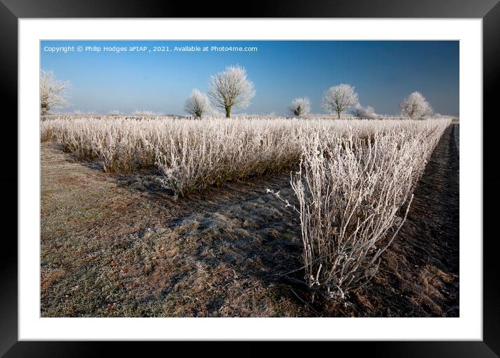 Frost on Blackcurrant Bushes Framed Mounted Print by Philip Hodges aFIAP ,