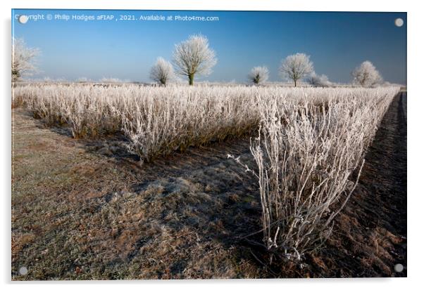 Frost on Blackcurrant Bushes Acrylic by Philip Hodges aFIAP ,