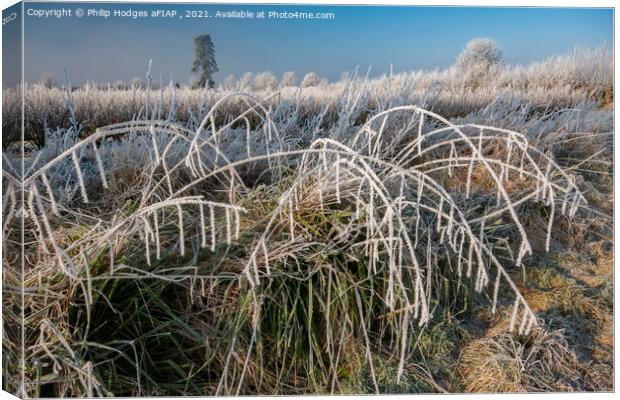 Frost on Blackcurrant Bushes (2) Canvas Print by Philip Hodges aFIAP ,