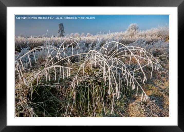 Frost on Blackcurrant Bushes (2) Framed Mounted Print by Philip Hodges aFIAP ,