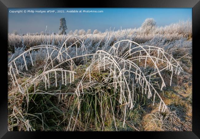 Frost on Blackcurrant Bushes (2) Framed Print by Philip Hodges aFIAP ,