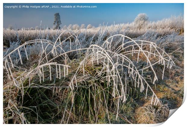 Frost on Blackcurrant Bushes (2) Print by Philip Hodges aFIAP ,
