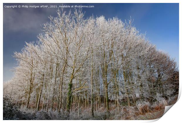 Christmas frost (2) Print by Philip Hodges aFIAP ,