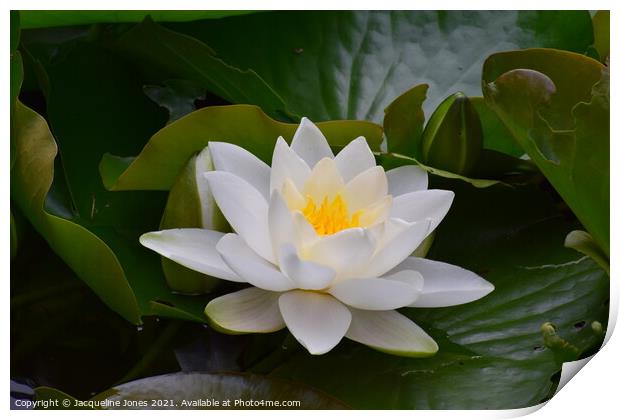 Water lily Print by Jacqueline Jones